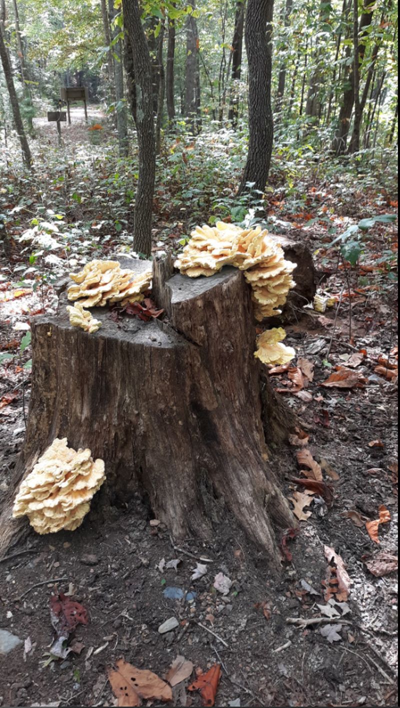 2021-10-09_TN,Copperhill,CherokeeNationalForest,Mushrooms-growing-on-tree-stump