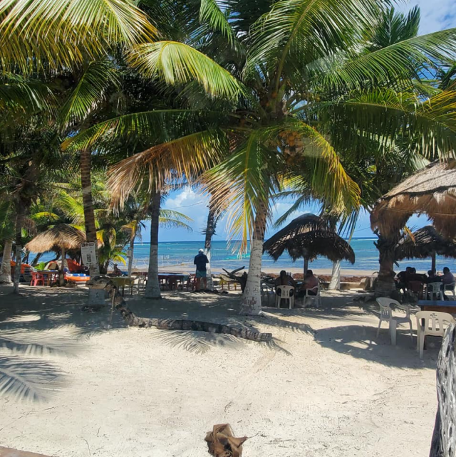 _2022-03-16_1500_Mexico,CostaMaya_beach_PalmTrees