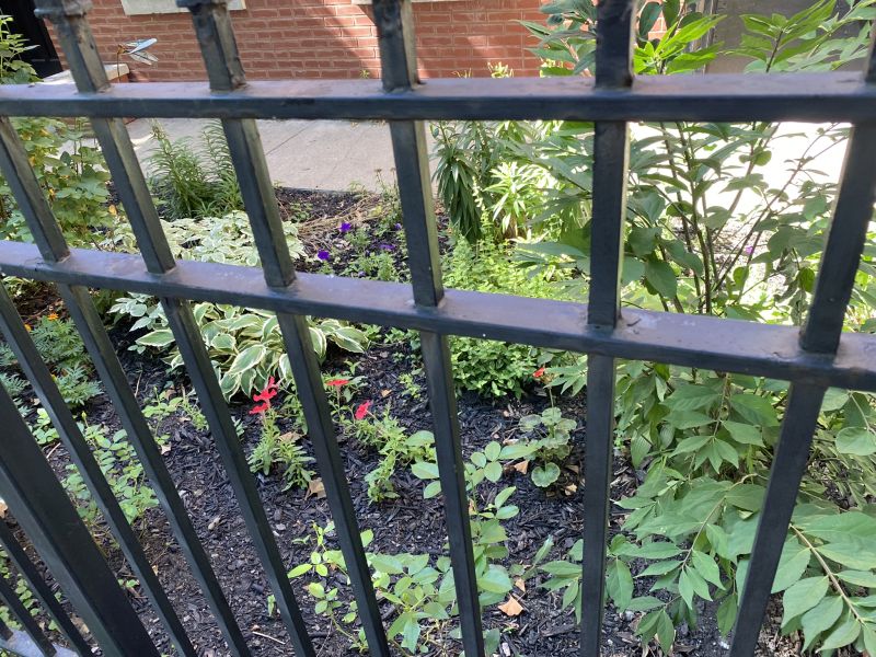 2022-07-10_ILChi,St_front-plants1
