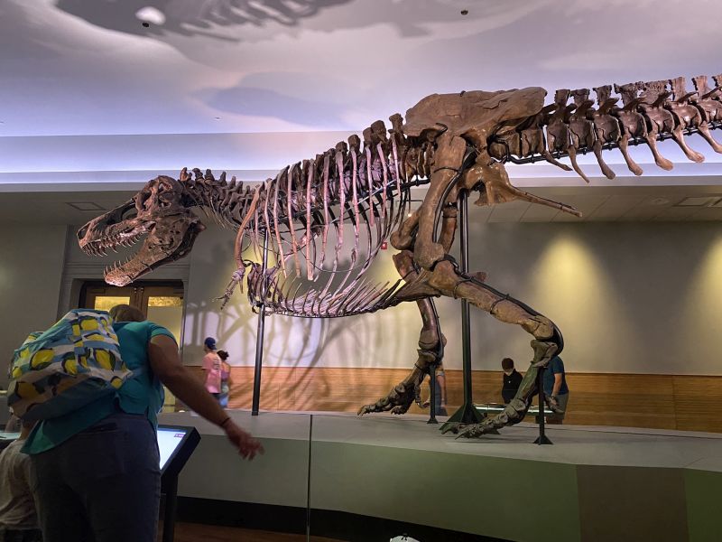 2022-07-19_ILChi,SecondFloor,FieldMuseum-Dinosaur-Sue-skeleton