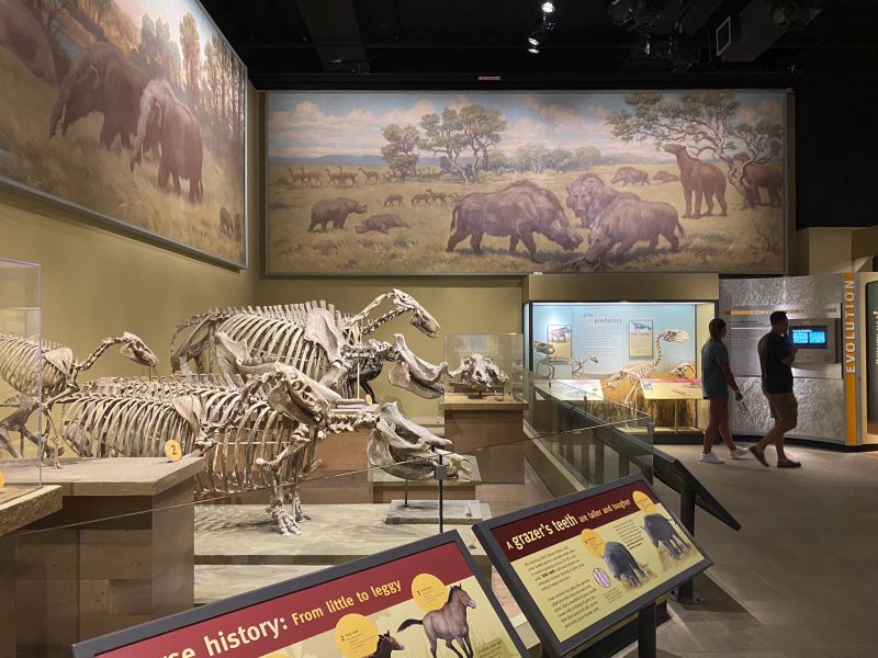 2022-07-19_ILChi,SecondFloor,FieldMuseum-Skeletons1