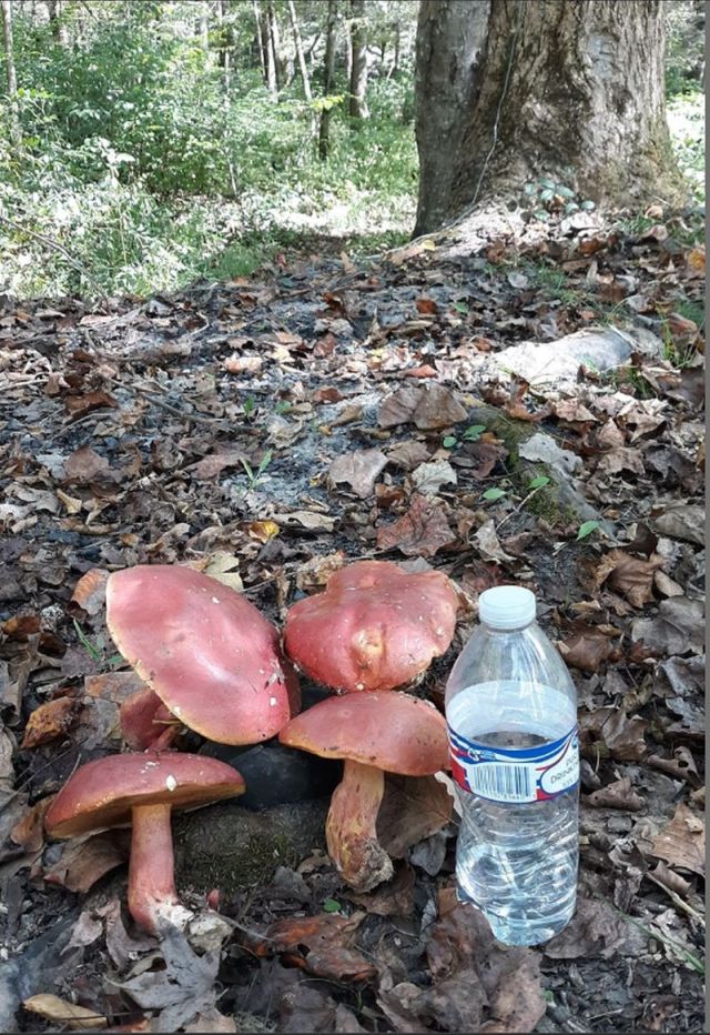 2022-10-13_TNCopperhill,_Mushrooms-and-waterBottle