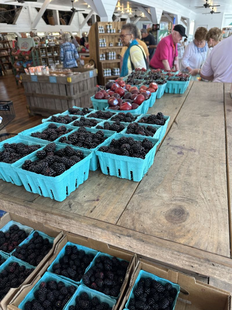 GAMuscella,DickeyFarms-Blackberries