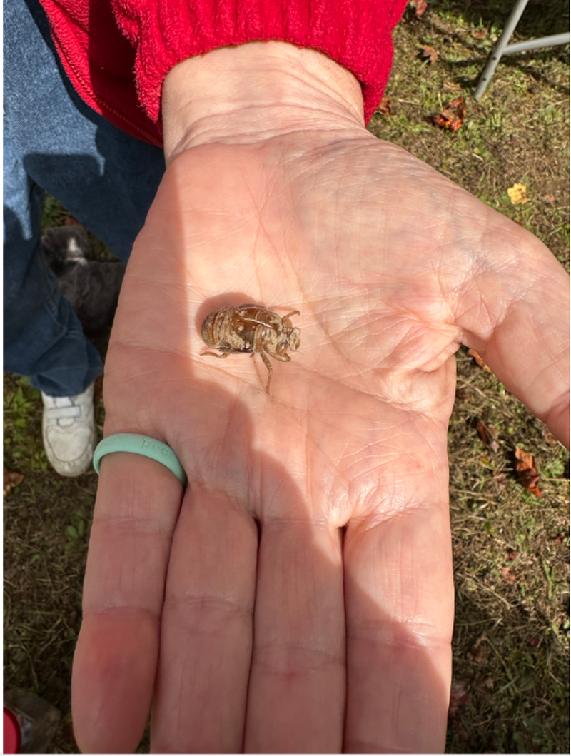 TNCopperhill,CampingCircada-Shell-of-molted-insect(ugly)