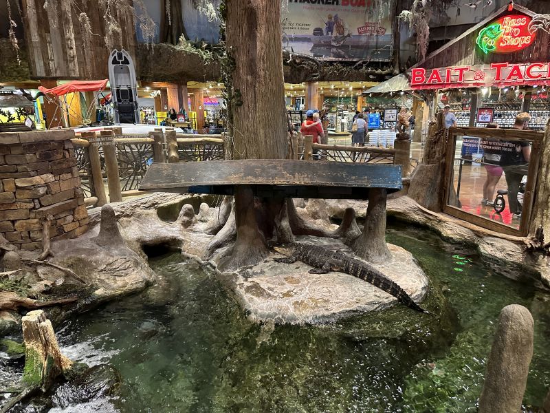 MOSpringfield,BassProShop_Store_Alligator