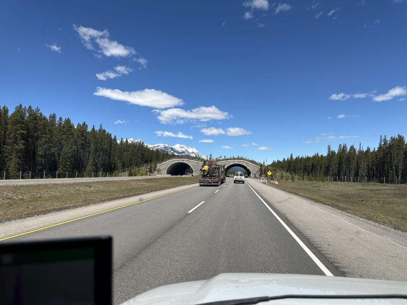 BCExshaw_IceFieldsParkway_Animal-Bridge