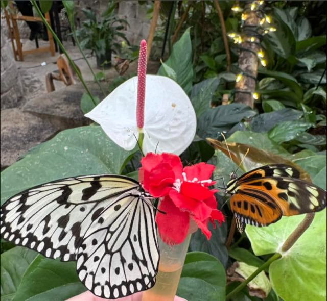 2024-11-21_MOBranson,Butterfly-Palace_2Butterflies-on-flower