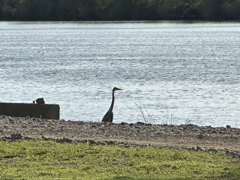 2025-04-07_ALStevenson,VandwellerCamping_heron