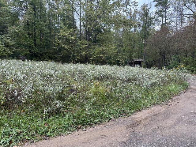 2025-10-07_TNCopperhill_road-to-lake